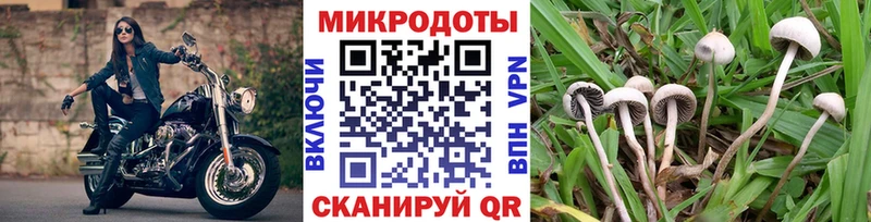 Купить  Шахты  Галлюциногенные грибы Cubensis 